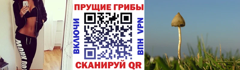 Галлюциногенные грибы MAGIC MUSHROOMS  где найти наркотики  Лесной 